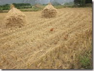 Weltreise 2013 - China 018