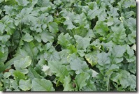 Weltreise 2013 - China 028