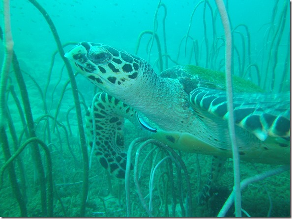 Weltreise 2013 - Thailand 084