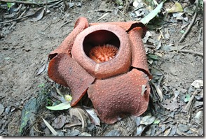 Weltreise 2013 - Malaysia 007