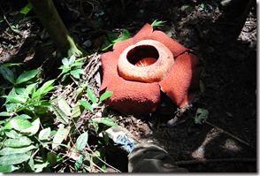 Weltreise 2013 - Malaysia 012