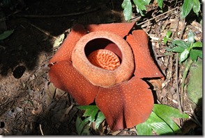 Weltreise 2013 - Malaysia 015