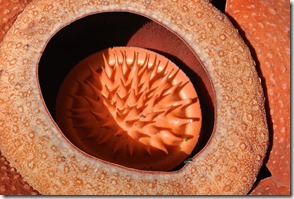 Weltreise 2013 - Malaysia 016