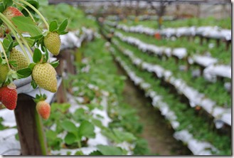 Weltreise 2013 - Malaysia 019