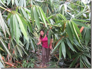 Weltreise 2013 - Malaysia 025