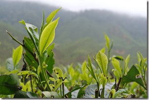 Weltreise 2013 - Malaysia 044