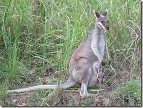 Weltreise 2013 - Australien 007