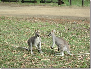 Weltreise 2013 - Australien 013