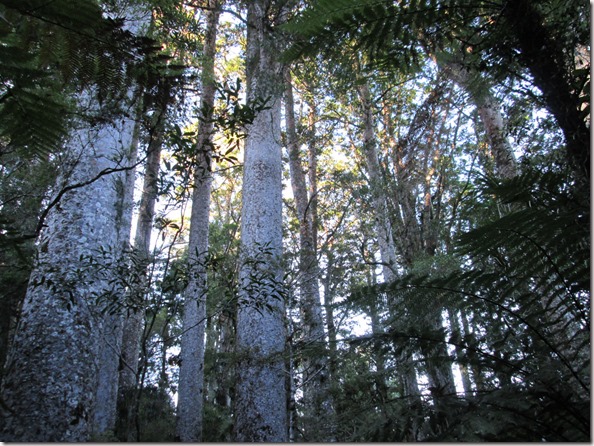 Weltreise 2013 - Neuseeland 010