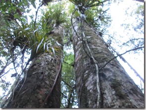 Weltreise 2013 - Neuseeland 015