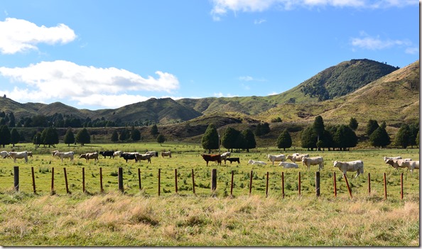 Weltreise 2013 - Neuseeland 015