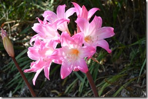 Weltreise 2013 - Neuseeland 059