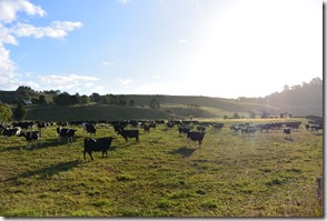 Weltreise 2013 - Neuseeland 074