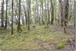 Weltreise 2013 - Neuseeland 005