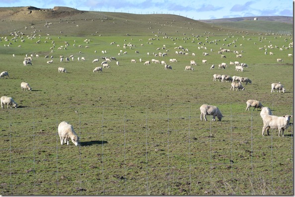 Weltreise 2013 - Neuseeland 010