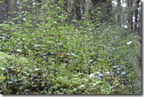 Weltreise 2013 - Neuseeland 012