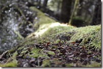 Weltreise 2013 - Neuseeland 014