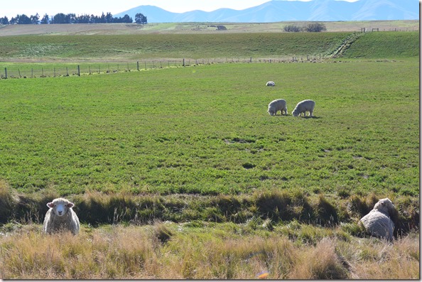 Weltreise 2013 - Neuseeland 021