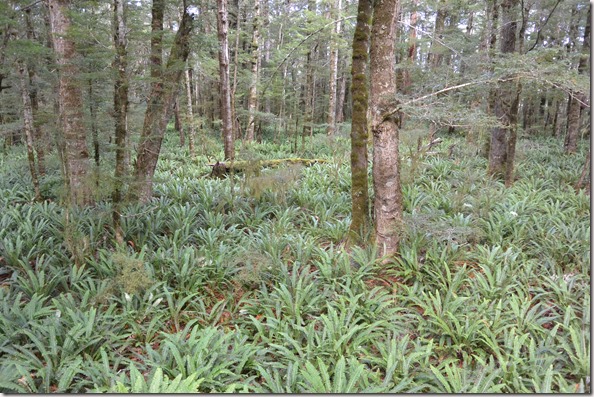 Weltreise 2013 - Neuseeland 026