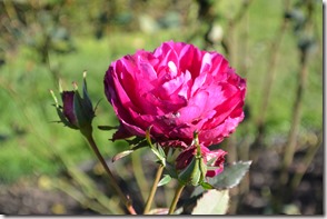 Weltreise 2013 - Neuseeland 026