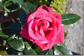 Weltreise 2013 - Neuseeland 027