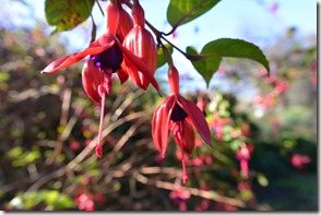 Weltreise 2013 - Neuseeland 038