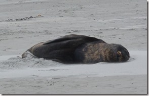 Weltreise 2013 - Neuseeland 045