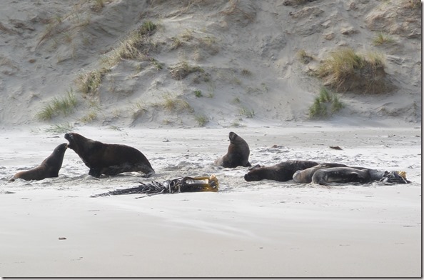 Weltreise 2013 - Neuseeland 072