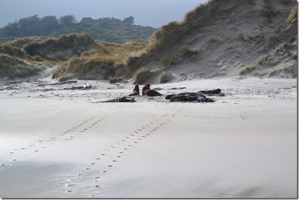 Weltreise 2013 - Neuseeland 073