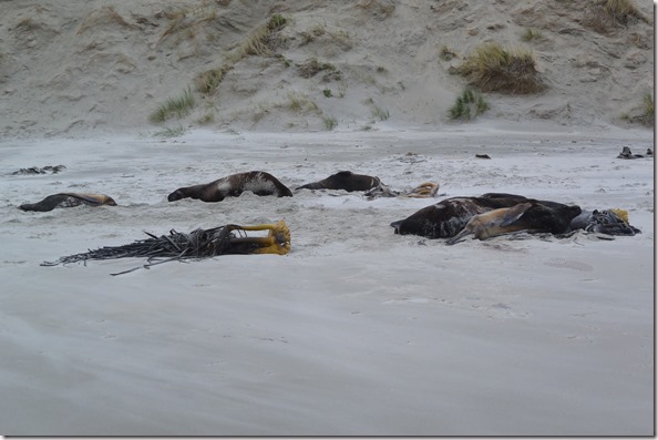 Weltreise 2013 - Neuseeland 079