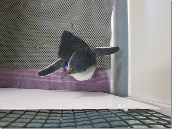 Weltreise 2013 - Neuseeland 081