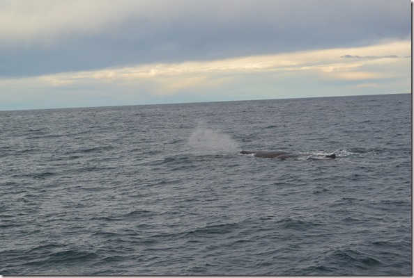 Weltreise 2013 - Neuseeland 042