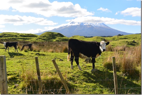 Weltreise 2013 - Neuseeland 058