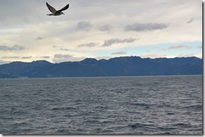 Weltreise 2013 - Neuseeland 062