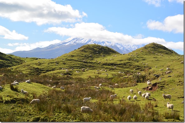 Weltreise 2013 - Neuseeland 064