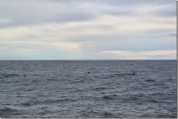 Weltreise 2013 - Neuseeland 066