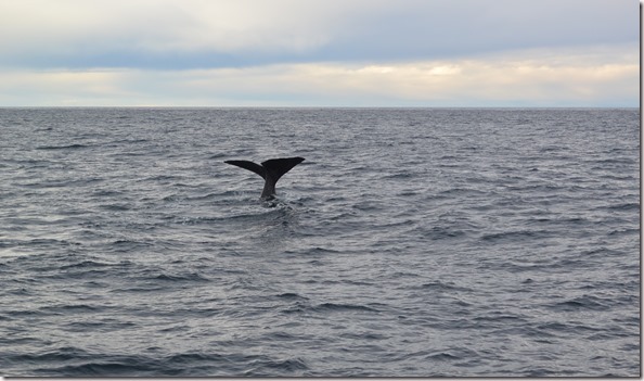 Weltreise 2013 - Neuseeland 096